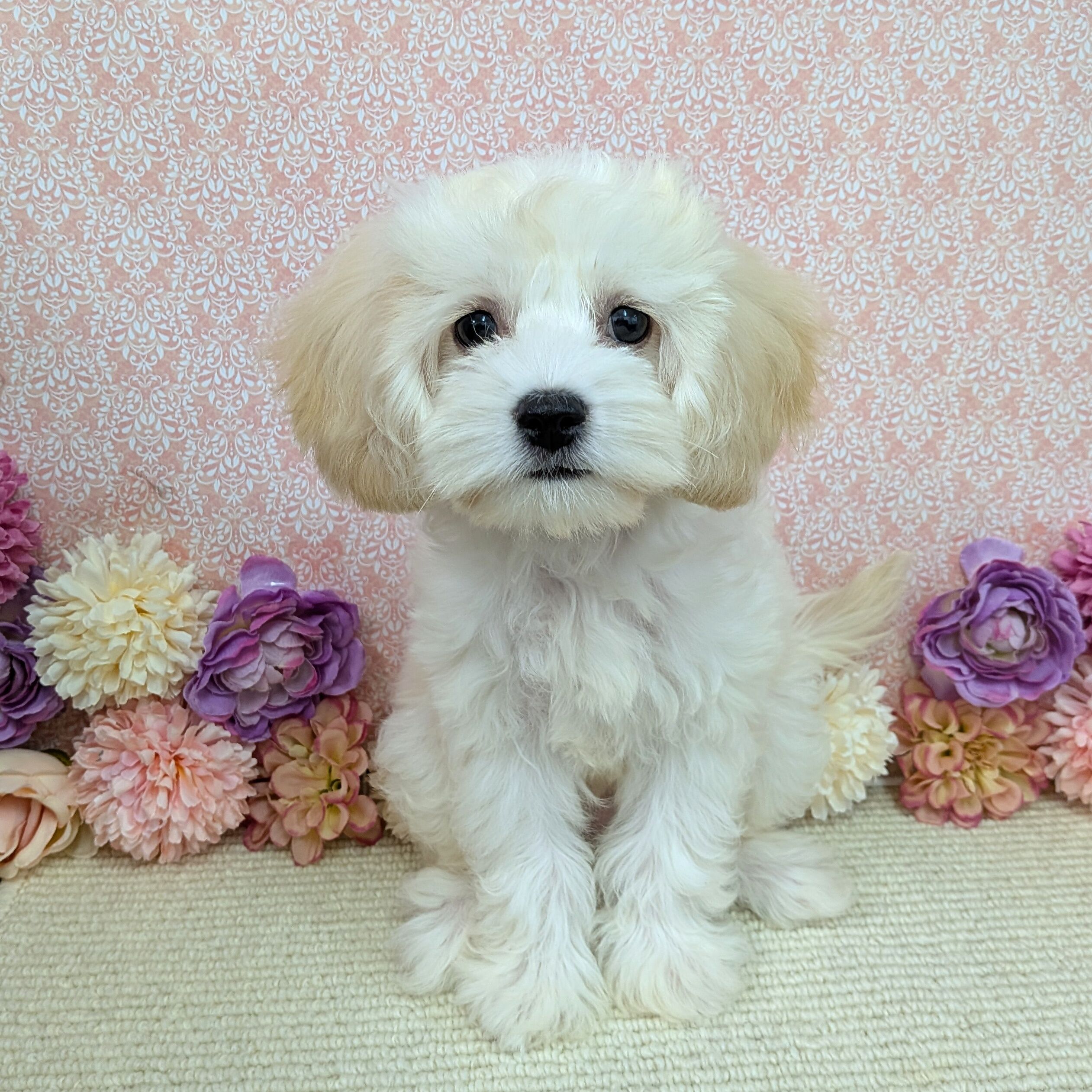 千葉県のハーフ犬・ミックス犬 (かねだい四街道店/2025年11月22日生まれ/女の子/クリーム)の子犬の1枚目の画像