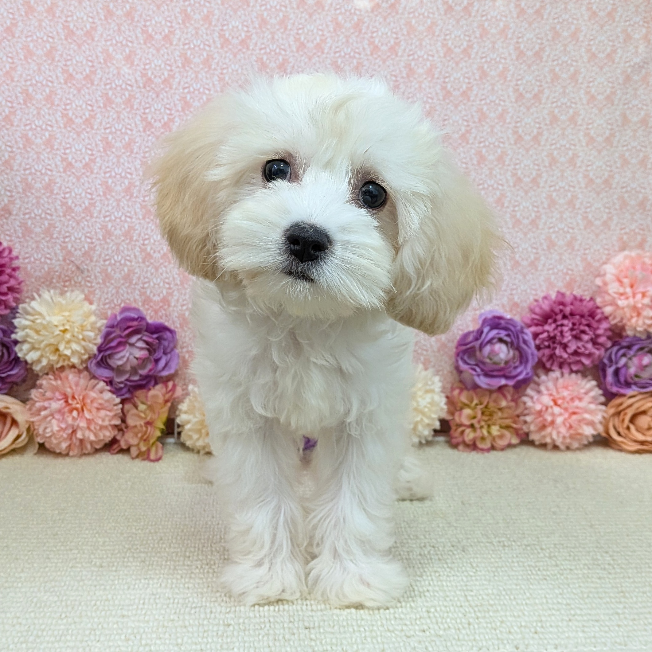 千葉県のハーフ犬・ミックス犬 (かねだい四街道店/2025年11月22日生まれ/女の子/クリーム)の子犬の2枚目の画像