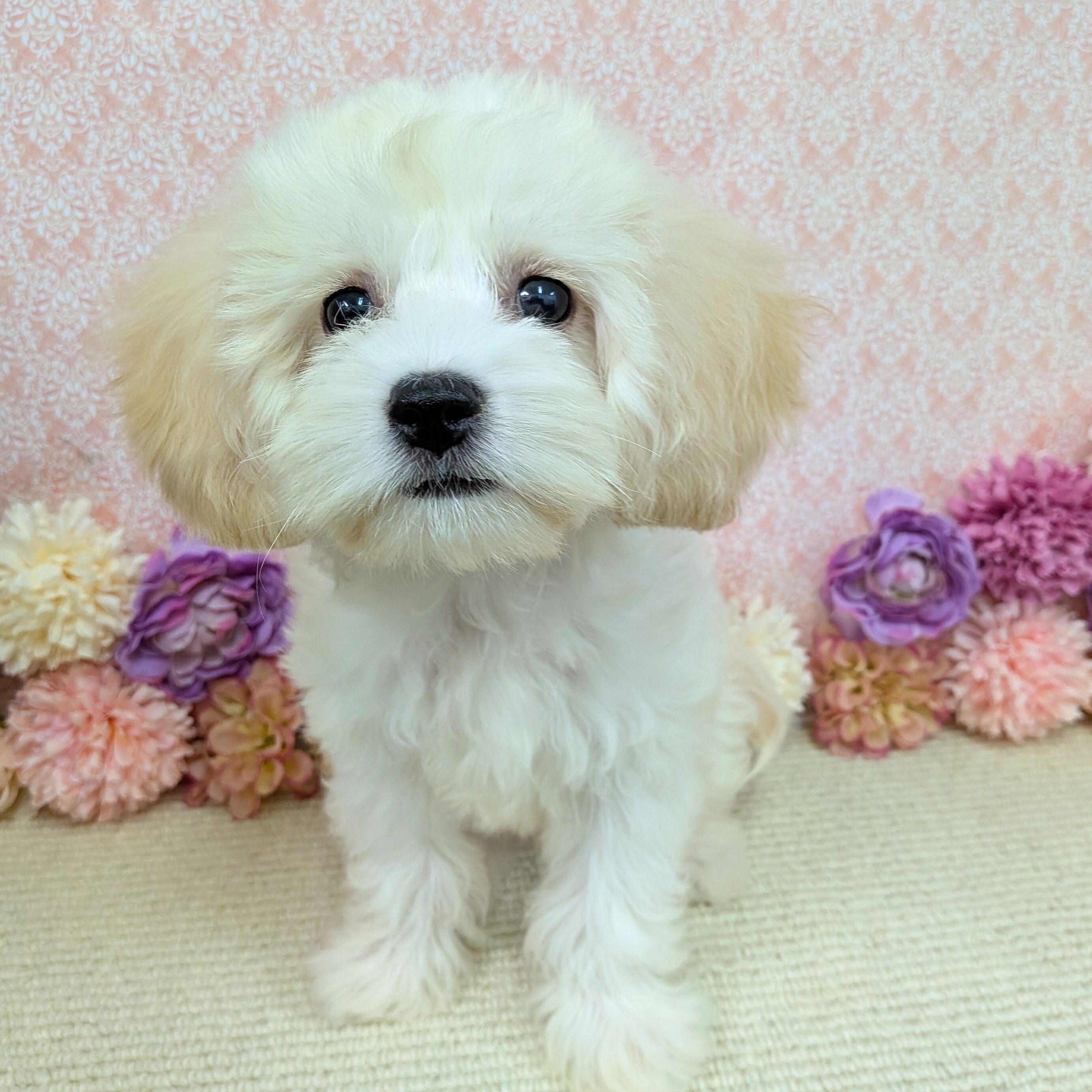 千葉県のハーフ犬・ミックス犬 (かねだい四街道店/2025年11月22日生まれ/女の子/クリーム)の子犬の3枚目の画像