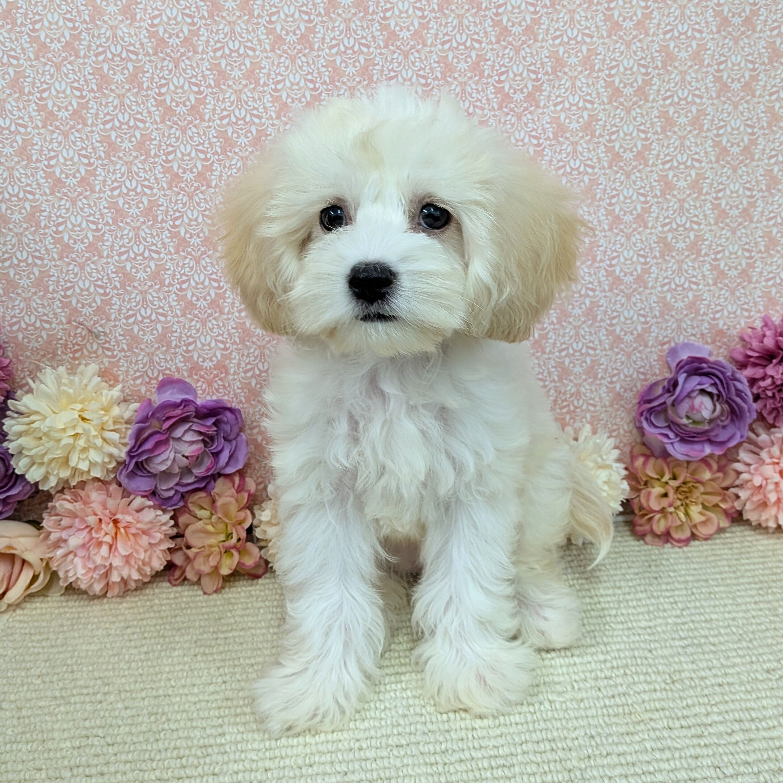 千葉県のハーフ犬・ミックス犬 (かねだい四街道店/2025年11月22日生まれ/女の子/クリーム)の子犬の4枚目の画像