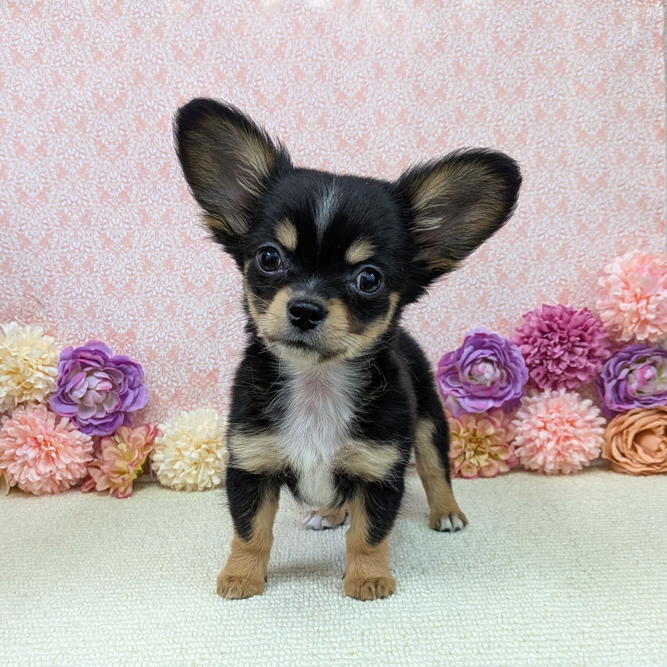 千葉県のチワワ(ロング) (かねだい四街道店/2025年11月30日生まれ/男の子/ブラックタン)の子犬の1枚目の画像