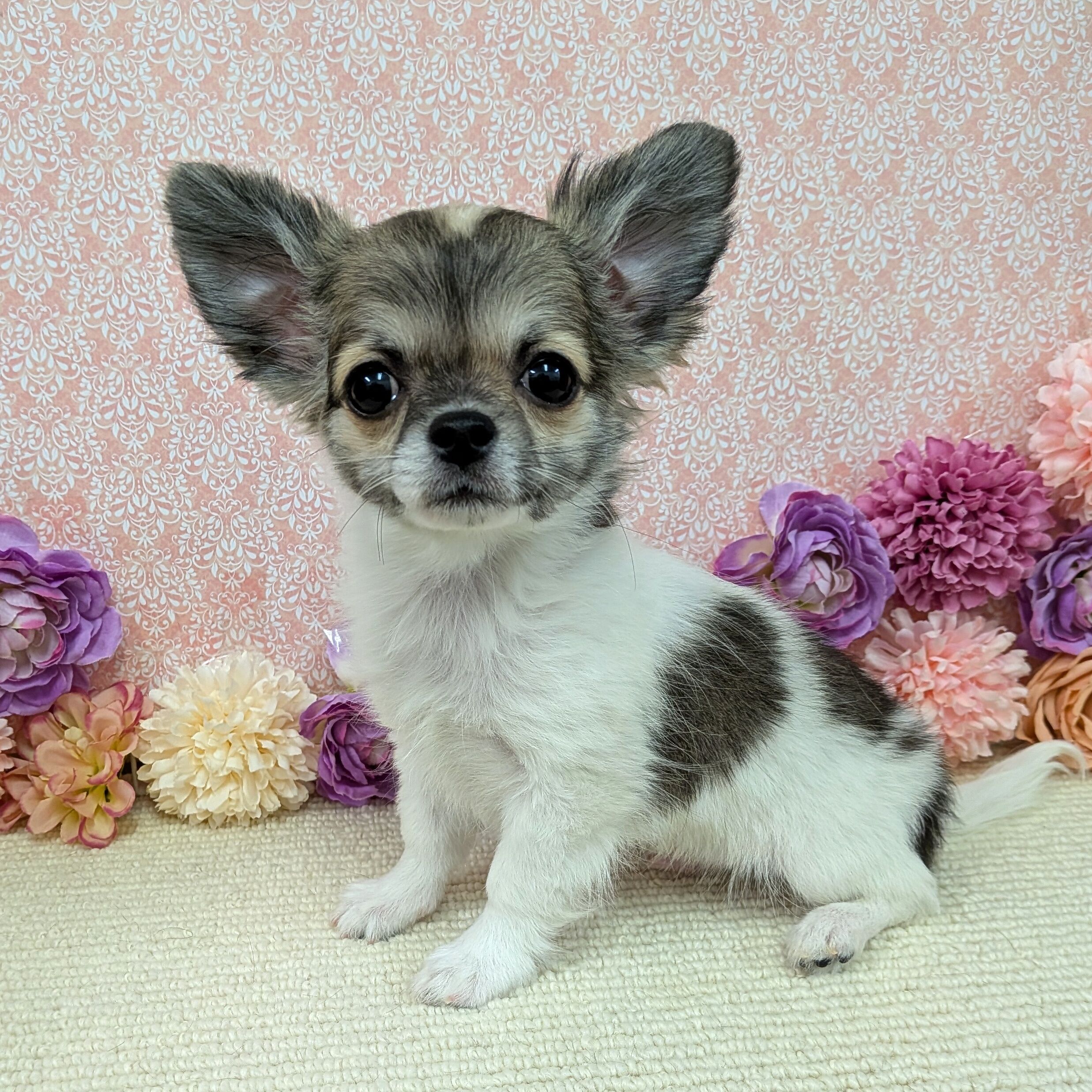 千葉県のチワワ(ロング) (かねだい四街道店/2025年11月25日生まれ/男の子/パーティーカラー)の子犬の1枚目の画像