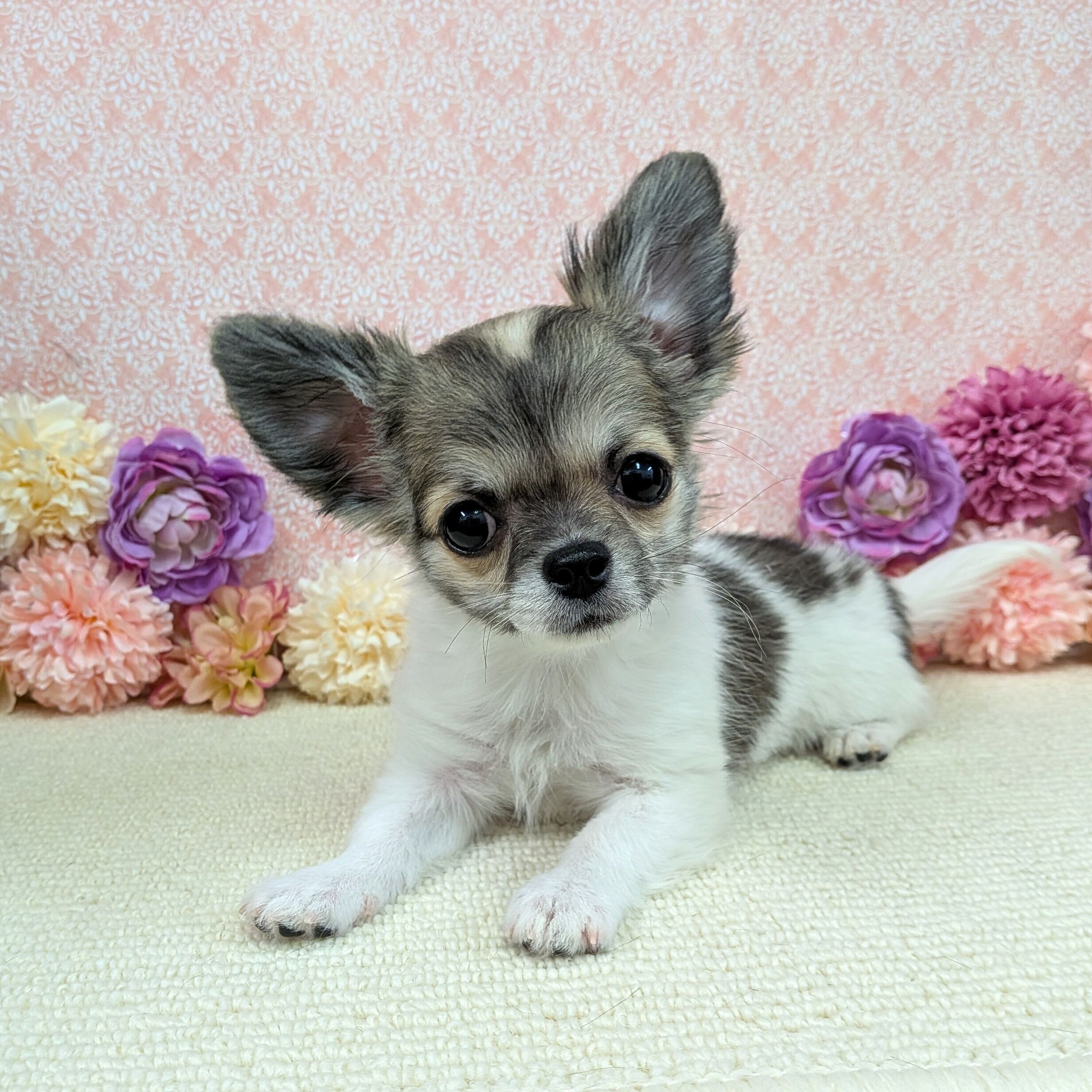 千葉県のチワワ(ロング) (かねだい四街道店/2025年11月25日生まれ/男の子/パーティーカラー)の子犬の2枚目の画像