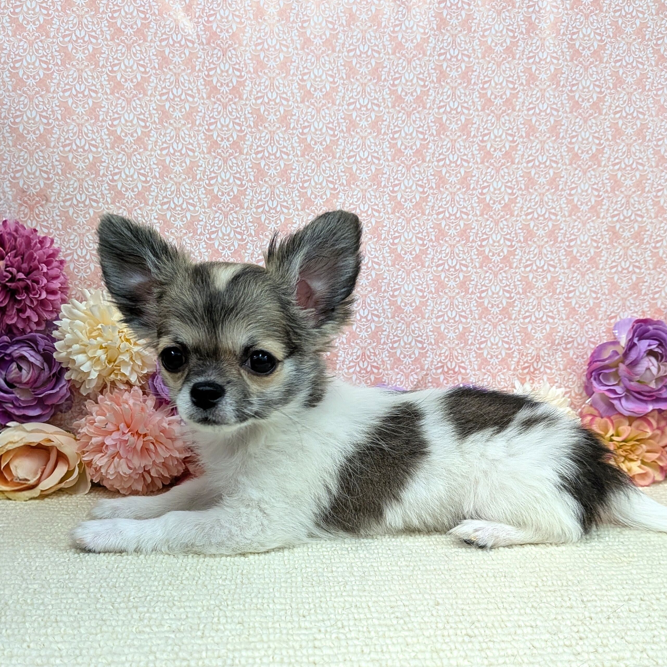 千葉県のチワワ(ロング) (かねだい四街道店/2025年11月25日生まれ/男の子/パーティーカラー)の子犬の3枚目の画像