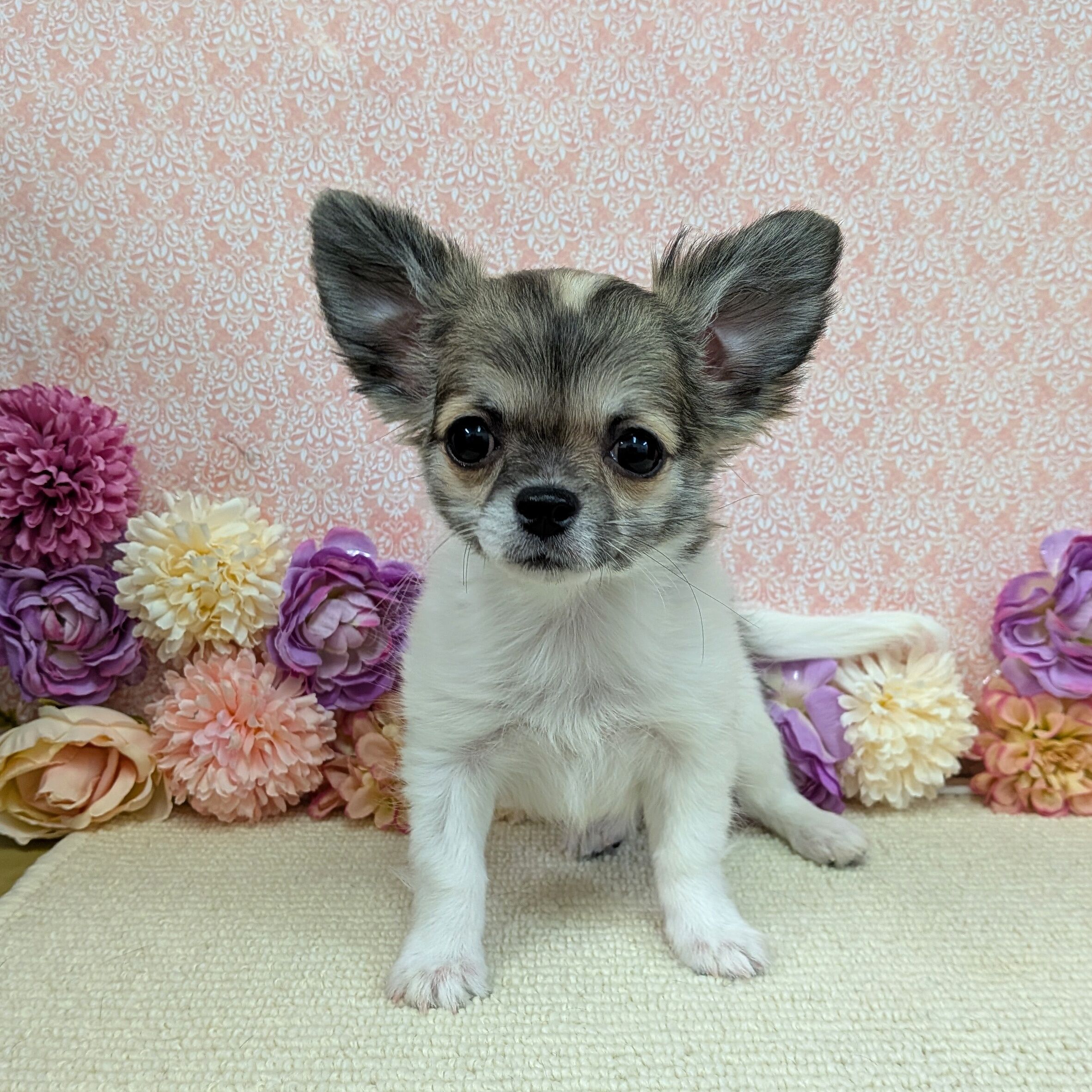 千葉県のチワワ(ロング) (かねだい四街道店/2025年11月25日生まれ/男の子/パーティーカラー)の子犬の4枚目の画像