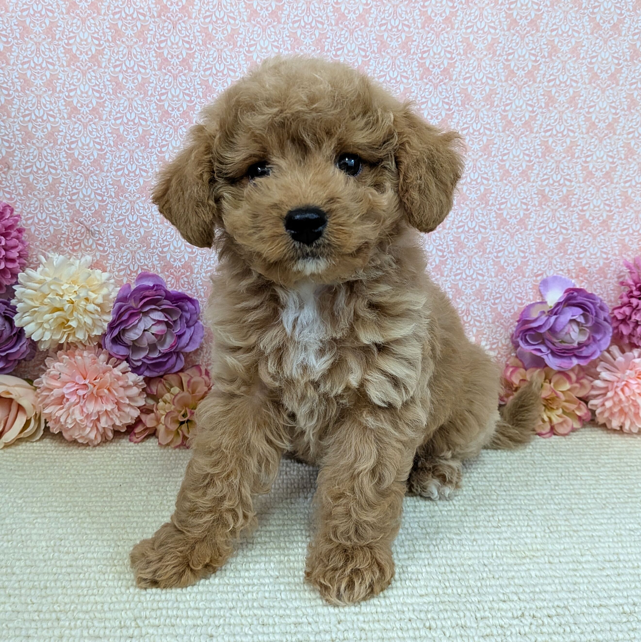 千葉県のハーフ犬・ミックス犬 (かねだい四街道店/2025年12月5日生まれ/男の子/アプリコット)の子犬の1枚目の画像