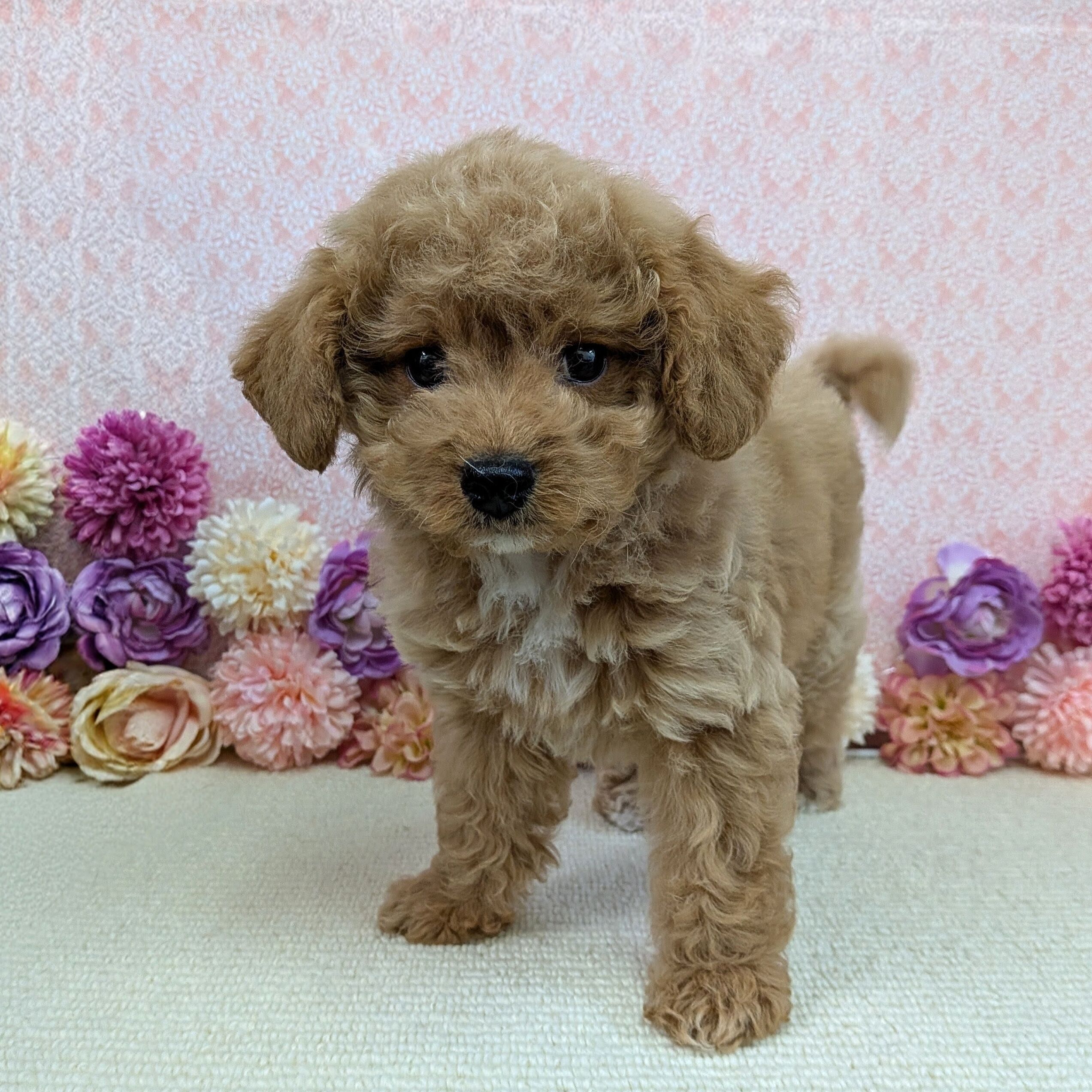 千葉県のハーフ犬・ミックス犬 (かねだい四街道店/2025年12月5日生まれ/男の子/アプリコット)の子犬の2枚目の画像