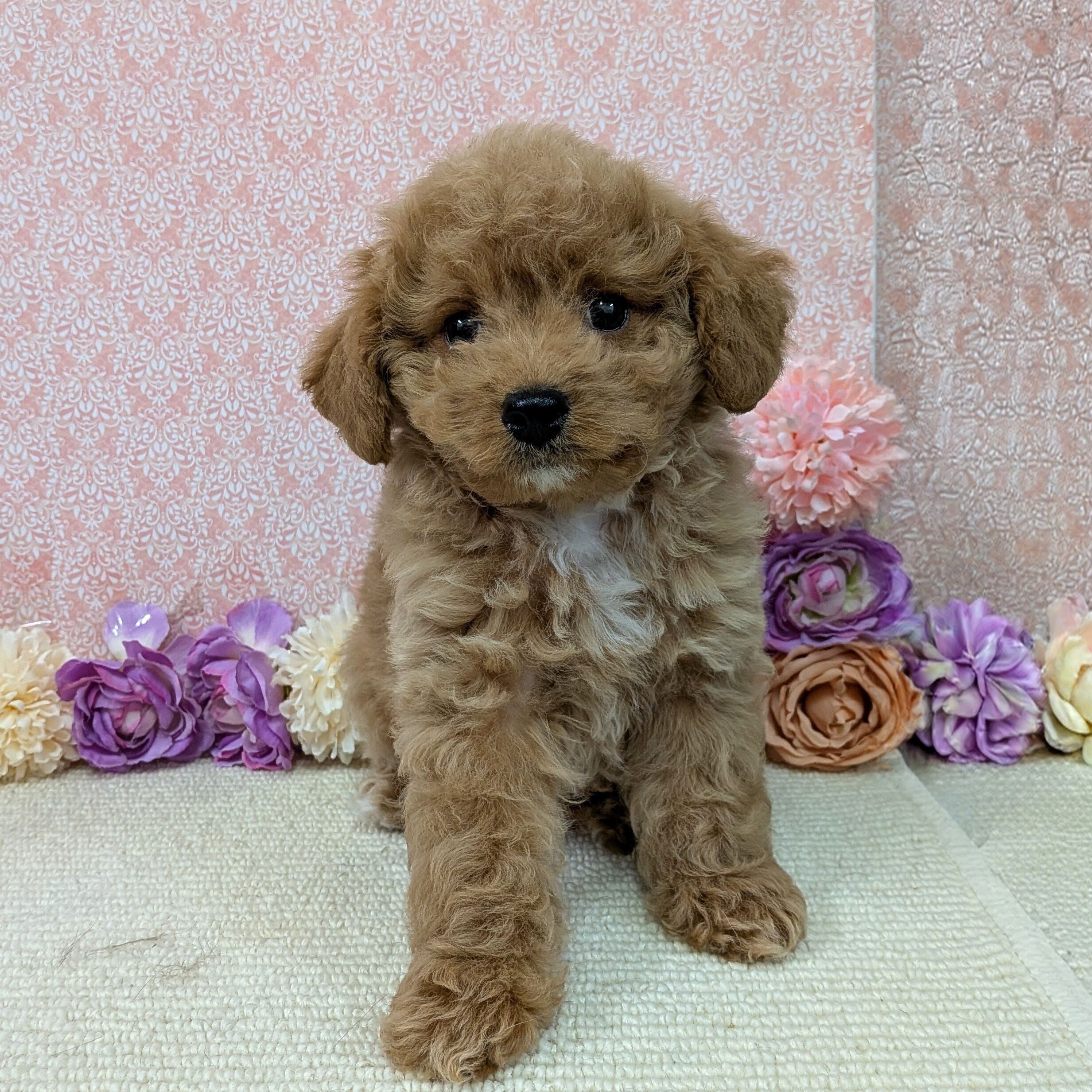 千葉県のハーフ犬・ミックス犬 (かねだい四街道店/2025年12月5日生まれ/男の子/アプリコット)の子犬の3枚目の画像