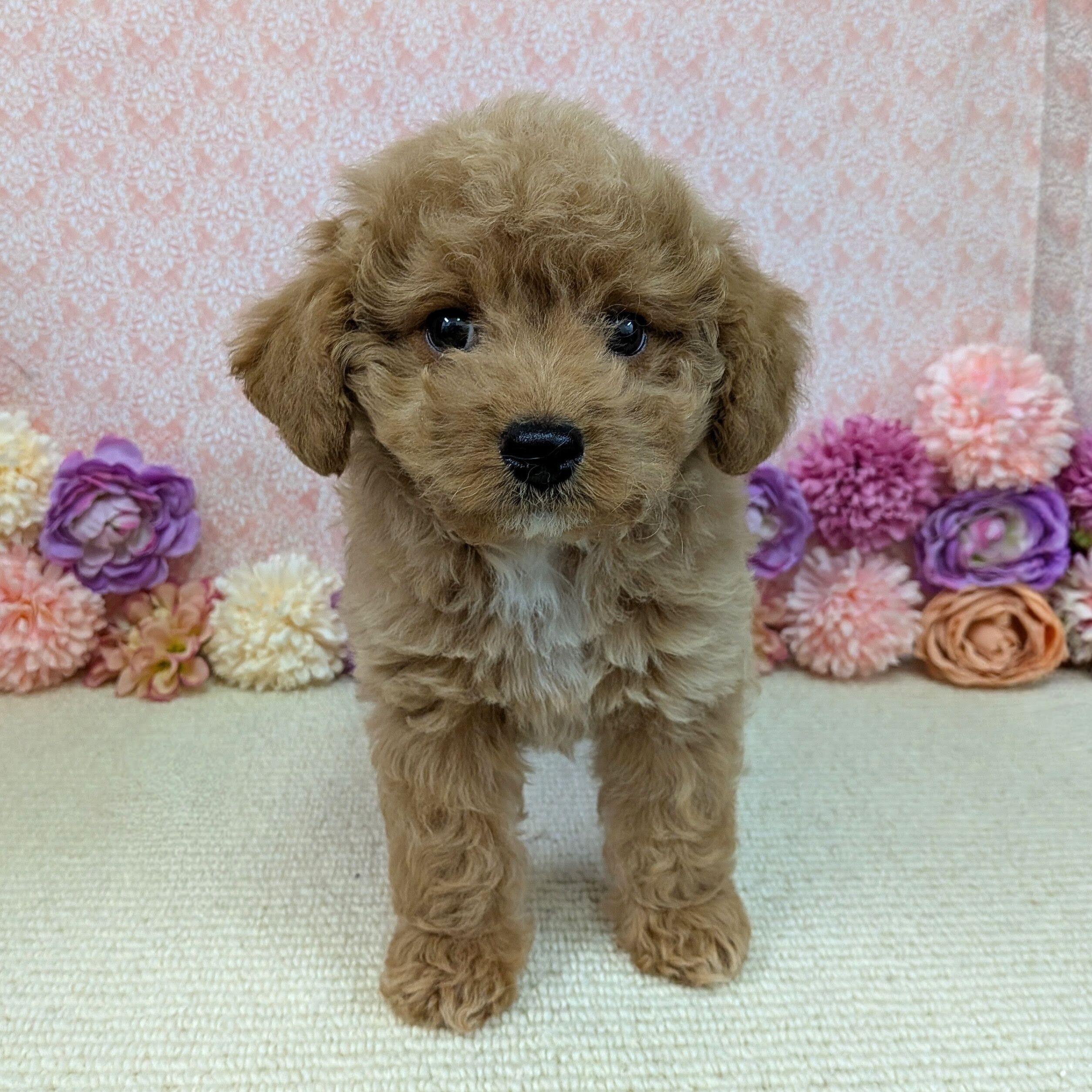 千葉県のハーフ犬・ミックス犬 (かねだい四街道店/2025年12月5日生まれ/男の子/アプリコット)の子犬の4枚目の画像