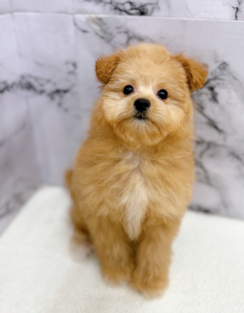 神奈川県のポメプー(ポメラニアン×プードル) (かねだい東戸塚店/2025年11月14日生まれ/男の子/アプリコット)の子犬の1枚目の画像