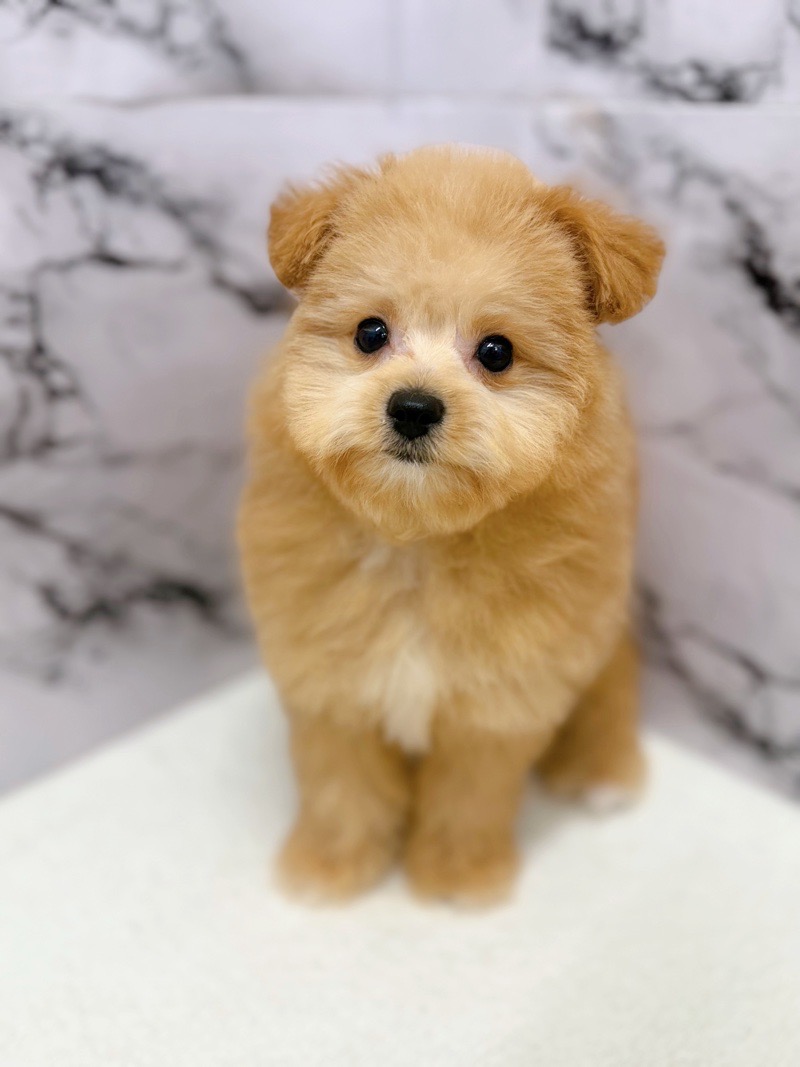神奈川県のポメプー(ポメラニアン×プードル) (かねだい東戸塚店/2025年11月14日生まれ/男の子/アプリコット)の子犬の2枚目の画像