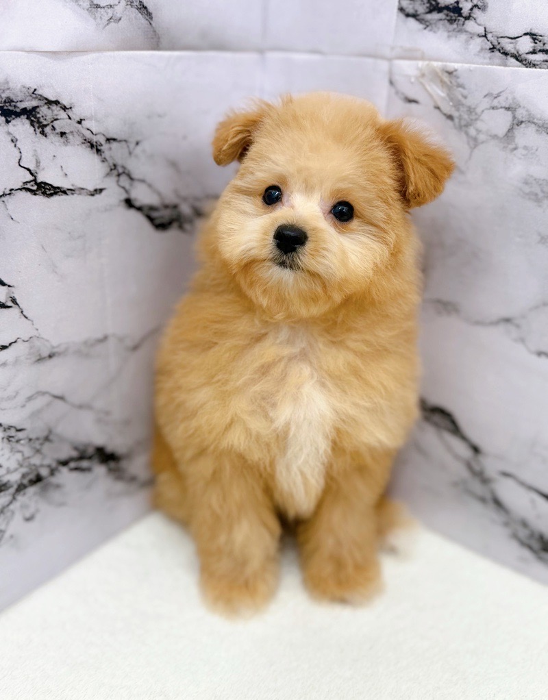 神奈川県のポメプー(ポメラニアン×プードル) (かねだい東戸塚店/2025年11月14日生まれ/男の子/アプリコット)の子犬の3枚目の画像