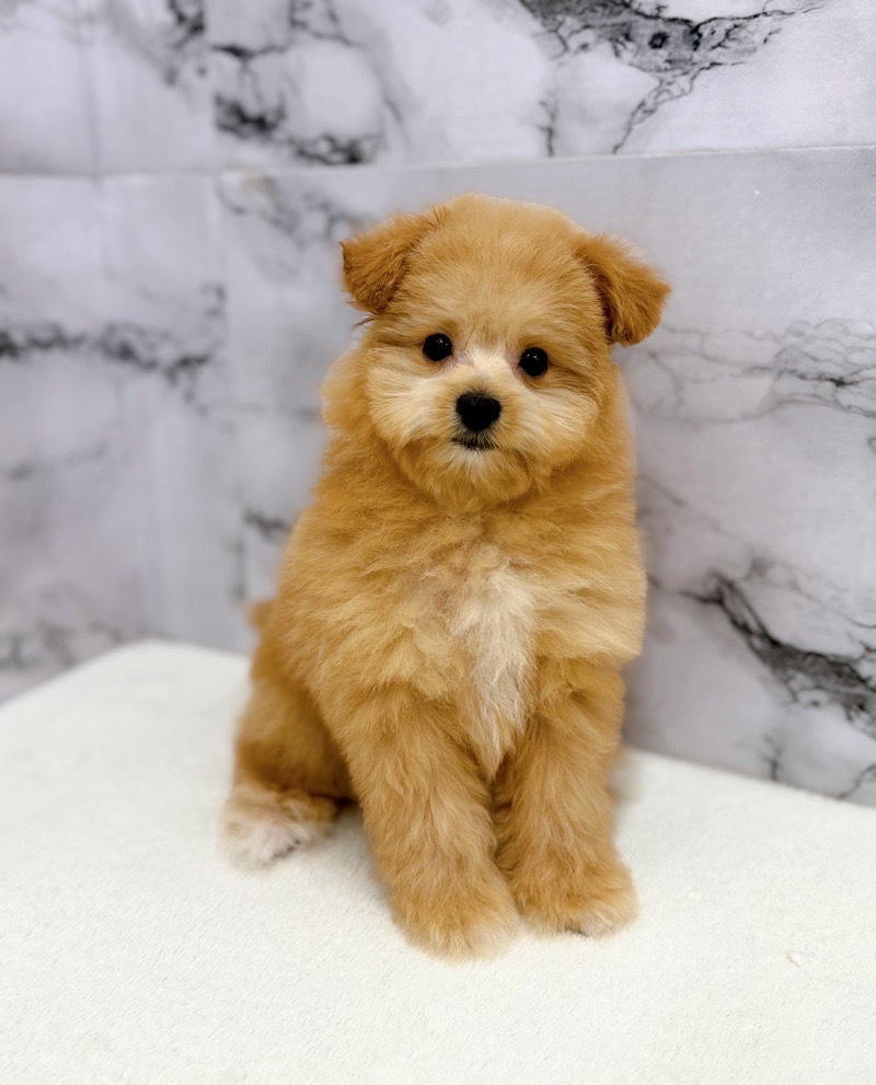 神奈川県のポメプー(ポメラニアン×プードル) (かねだい東戸塚店/2025年11月14日生まれ/男の子/アプリコット)の子犬の4枚目の画像