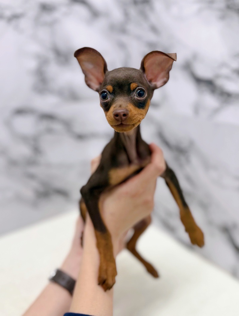 神奈川県のミニチュアピンシャー (かねだい東戸塚店/2025年11月23日生まれ/女の子/チョコレートタン)の子犬の1枚目の画像