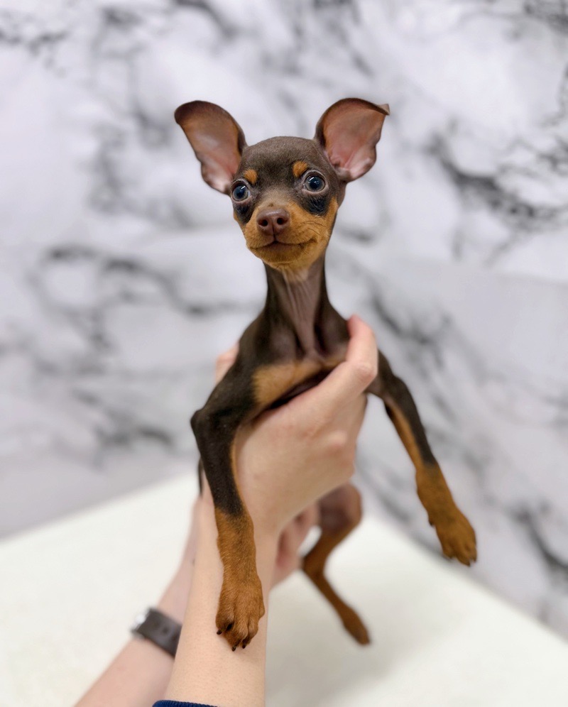 神奈川県のミニチュアピンシャー (かねだい東戸塚店/2025年11月23日生まれ/女の子/チョコレートタン)の子犬の2枚目の画像
