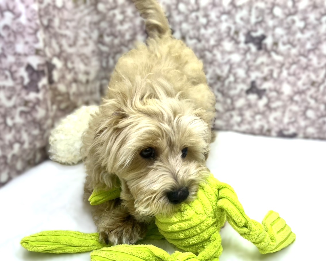 茨城県のマルプー(マルチーズ×プードル) (かねだいペットトライアル利根川/2025年10月17日生まれ/男の子/アプリコット)の子犬の2枚目の画像