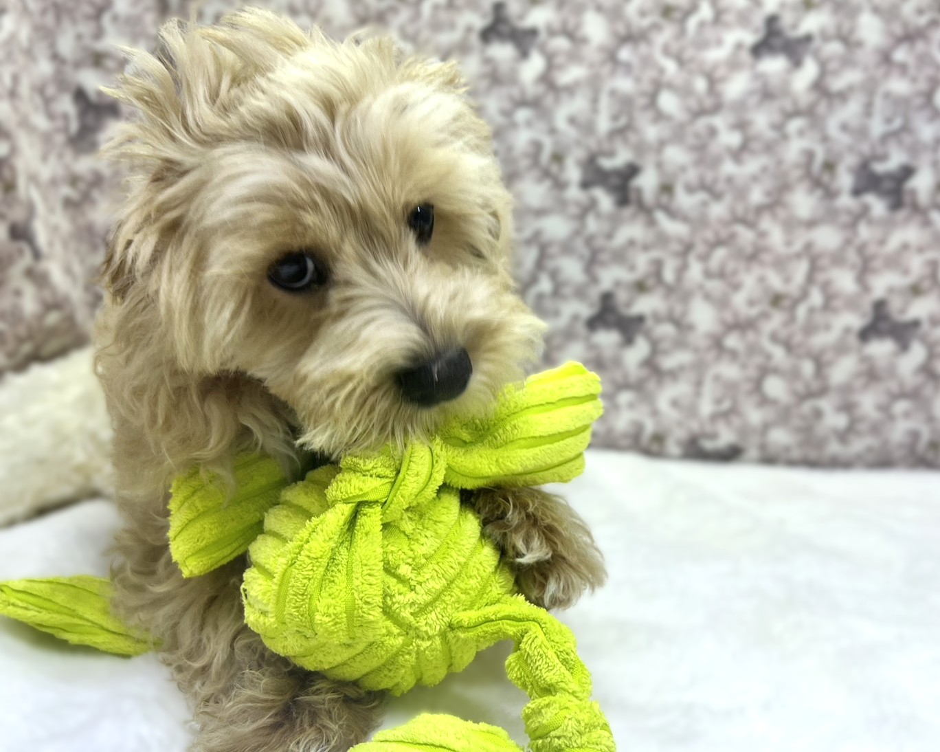 茨城県のマルプー(マルチーズ×プードル) (かねだいペットトライアル利根川/2025年10月17日生まれ/男の子/アプリコット)の子犬の3枚目の画像