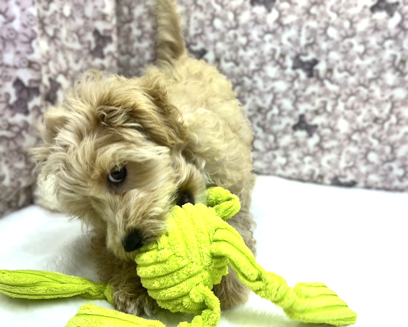 茨城県のマルプー(マルチーズ×プードル) (かねだいペットトライアル利根川/2025年10月17日生まれ/男の子/アプリコット)の子犬の4枚目の画像