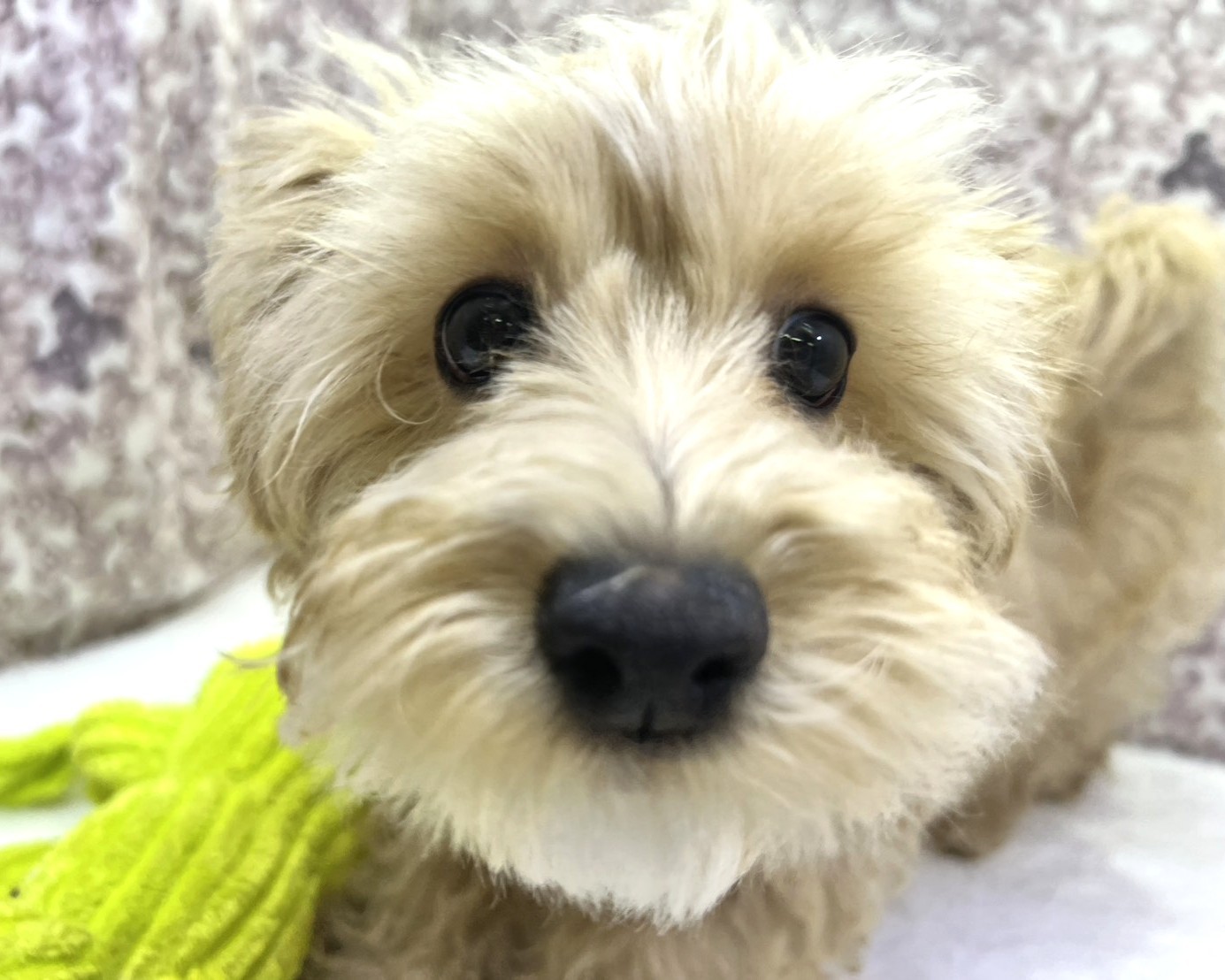 茨城県のマルプー(マルチーズ×プードル) (かねだいペットトライアル利根川/2025年10月17日生まれ/男の子/アプリコット)の子犬の1枚目の画像