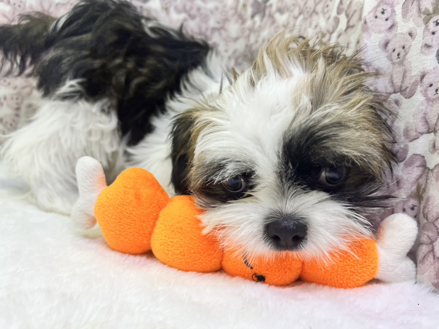 茨城県のチワズー/チワシーズ(チワワ×シーズー) (かねだいペットトライアル利根川/2025年10月26日生まれ/男の子/ゴールドホワイト)の子犬の1枚目の画像