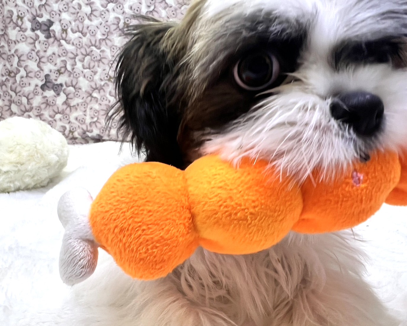 茨城県のチワズー/チワシーズ(チワワ×シーズー) (かねだいペットトライアル利根川/2025年10月26日生まれ/男の子/ゴールドホワイト)の子犬の3枚目の画像