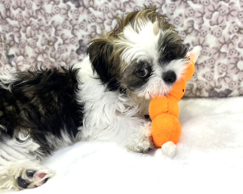 茨城県のチワズー/チワシーズ(チワワ×シーズー) (かねだいペットトライアル利根川/2025年10月26日生まれ/男の子/ゴールドホワイト)の子犬の4枚目の画像