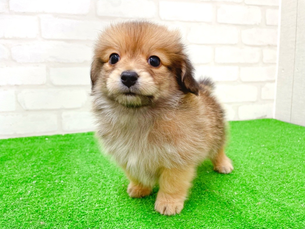 東京都のポメックス(ポメラニアン×ダックス) (かねだい立川店/2025年12月13日生まれ/男の子/フォーン)の子犬の1枚目の画像