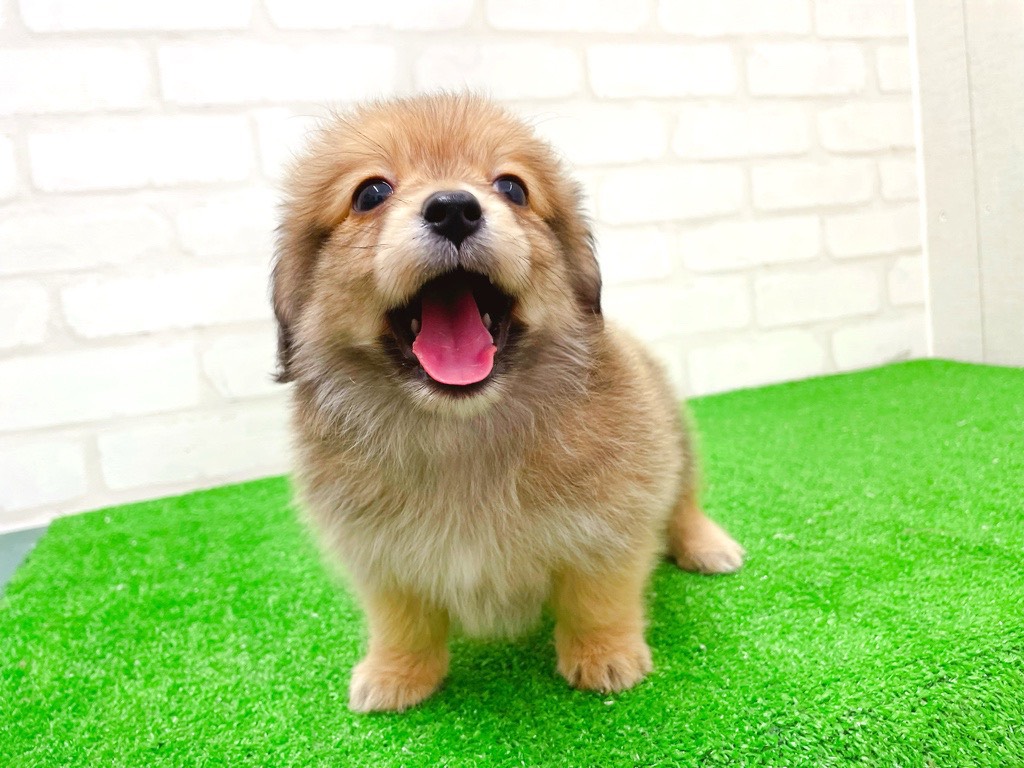 東京都のポメックス(ポメラニアン×ダックス) (かねだい立川店/2025年12月13日生まれ/男の子/フォーン)の子犬の2枚目の画像