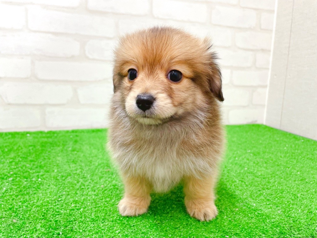 東京都のポメックス(ポメラニアン×ダックス) (かねだい立川店/2025年12月13日生まれ/男の子/フォーン)の子犬の4枚目の画像