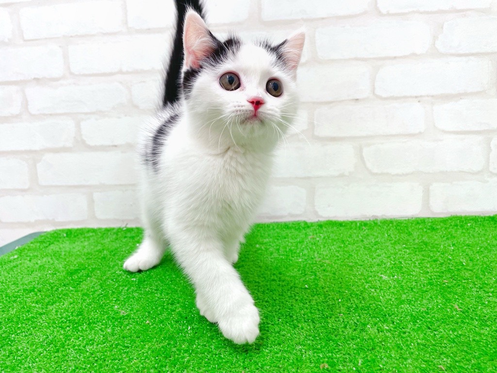 東京都のマンチカン (かねだい立川店/2025年12月6日生まれ/男の子/ブラックホワイト)の子猫の2枚目の画像
