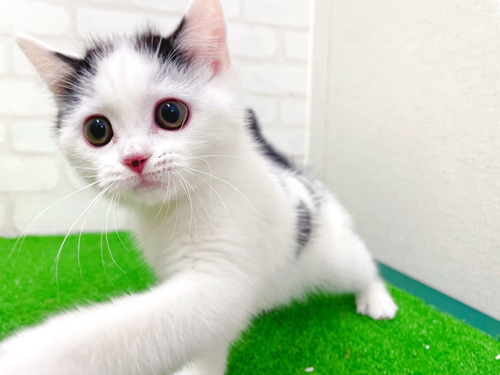 東京都のマンチカン (かねだい立川店/2025年12月6日生まれ/男の子/ブラックホワイト)の子猫の4枚目の画像