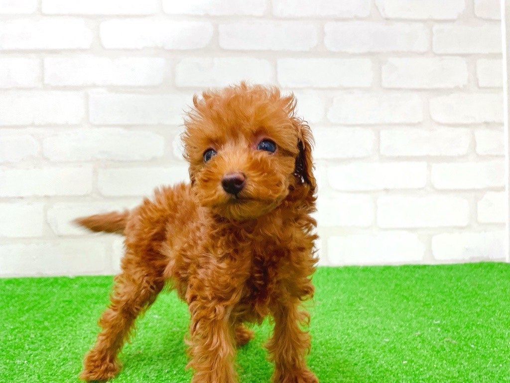 東京都のトイプードル(トイ) (かねだい立川店/2025年12月13日生まれ/女の子/レッド)の子犬の1枚目の画像