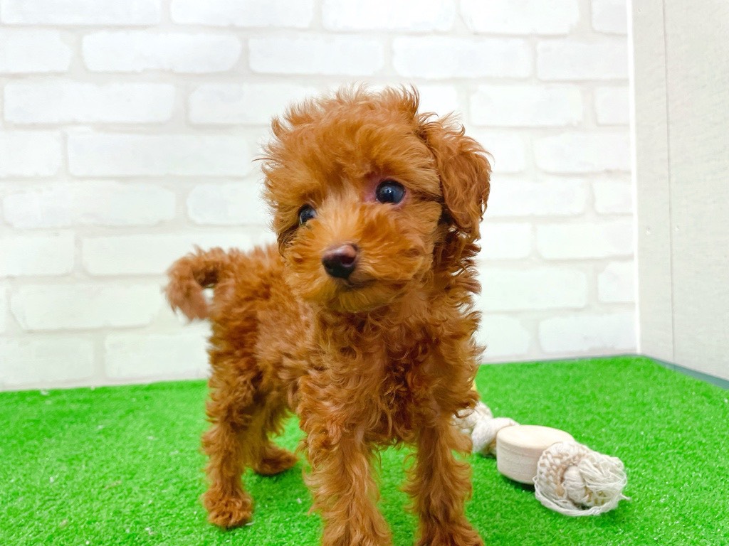 東京都のトイプードル(トイ) (かねだい立川店/2025年12月13日生まれ/女の子/レッド)の子犬の2枚目の画像