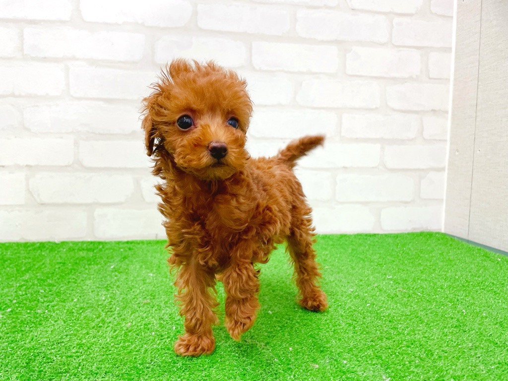 東京都のトイプードル(トイ) (かねだい立川店/2025年12月13日生まれ/女の子/レッド)の子犬の3枚目の画像