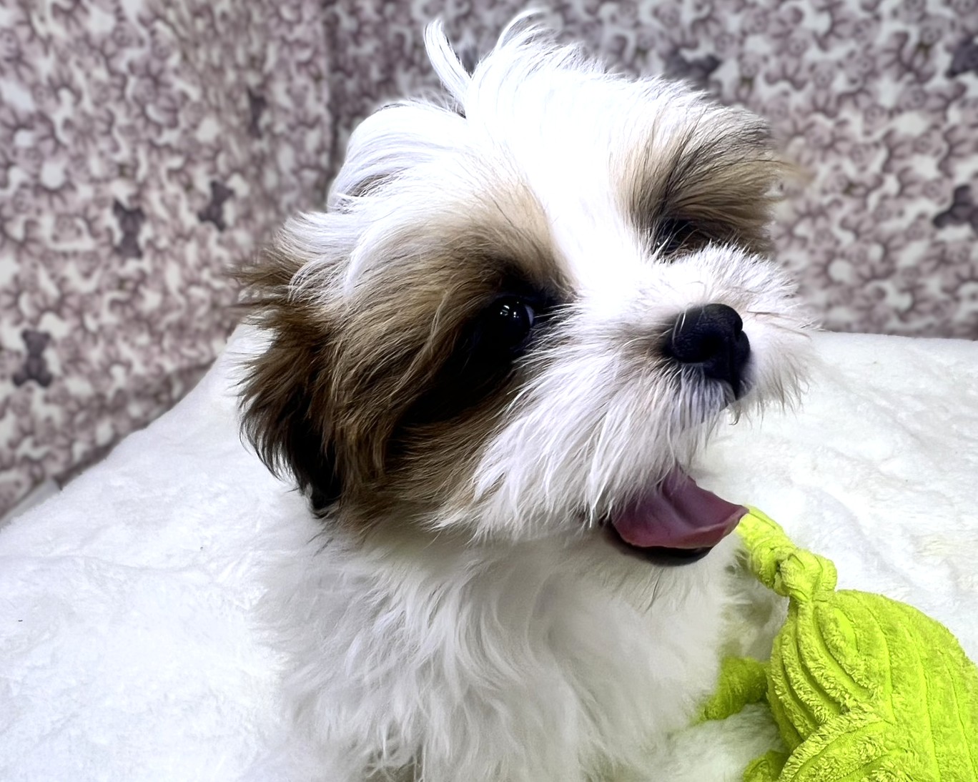 茨城県のマルズー/マルシーズ(マルチーズ×シーズー) (かねだいペットトライアル利根川/2025年11月17日生まれ/女の子/ゴールドホワイト)の子犬の1枚目の画像