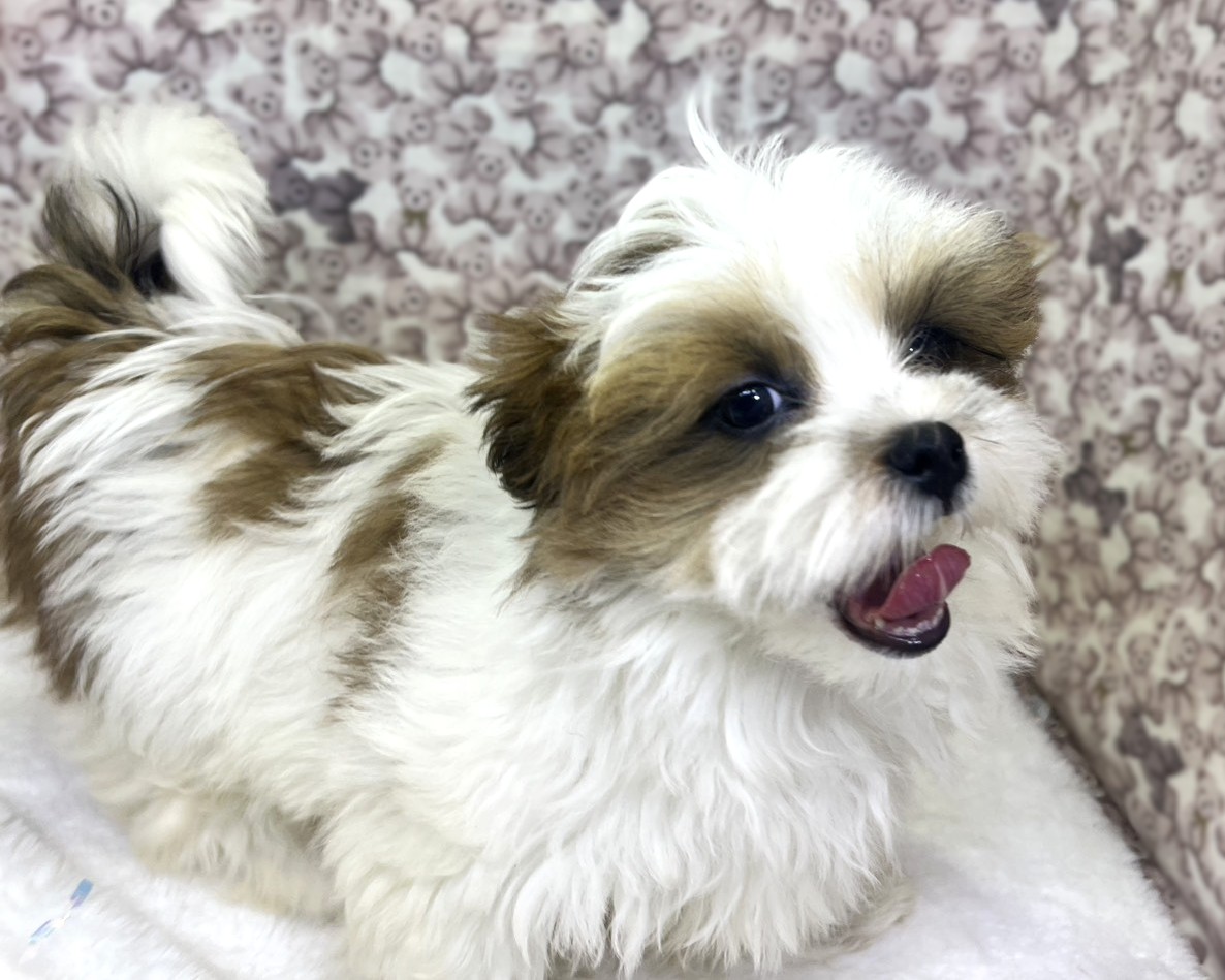 茨城県のマルズー/マルシーズ(マルチーズ×シーズー) (かねだいペットトライアル利根川/2025年11月17日生まれ/女の子/ゴールドホワイト)の子犬の2枚目の画像