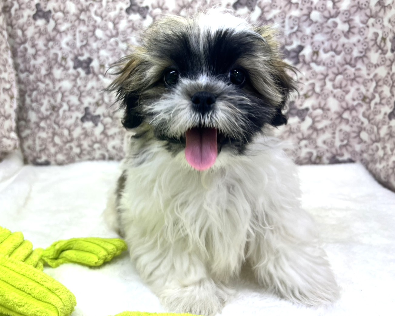 茨城県のマルズー/マルシーズ(マルチーズ×シーズー) (かねだいペットトライアル利根川/2025年11月17日生まれ/男の子/ゴールドホワイト)の子犬の2枚目の画像