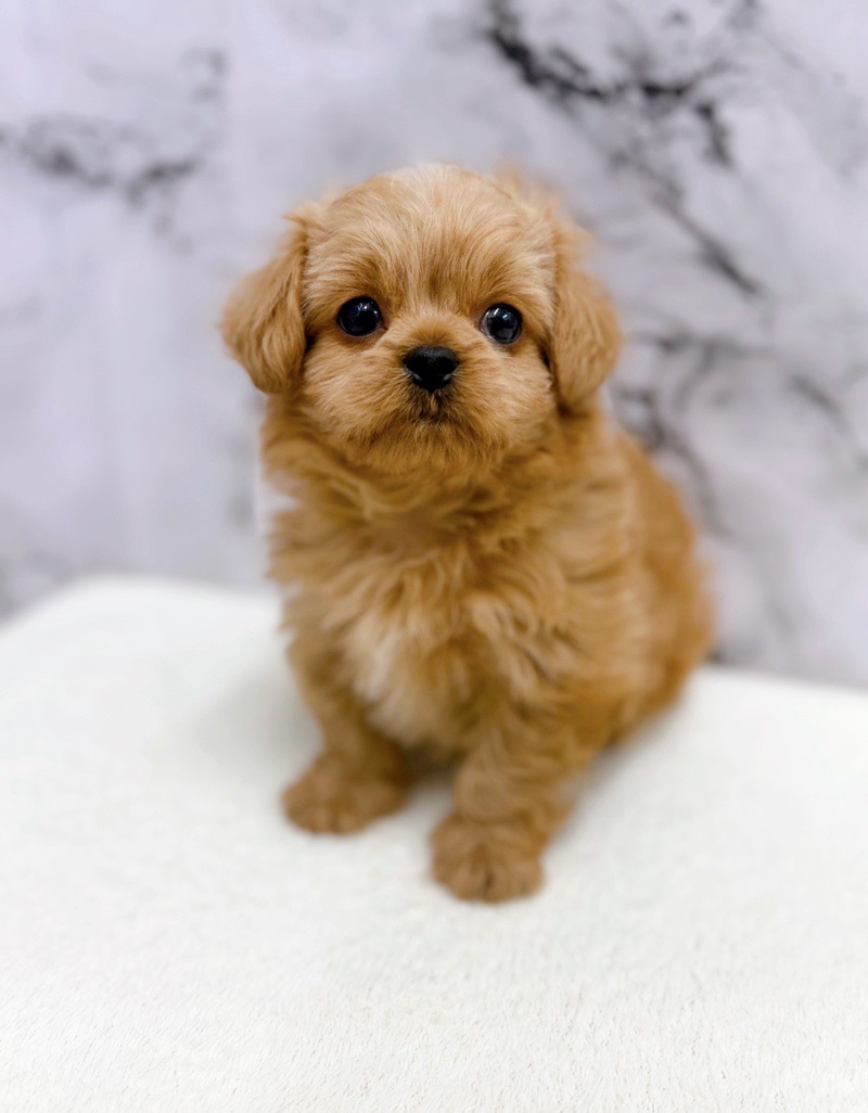 神奈川県のペキプー(ペキニーズ×プードル) (かねだい東戸塚店/2025年12月13日生まれ/男の子/アプリコット)の子犬の2枚目の画像