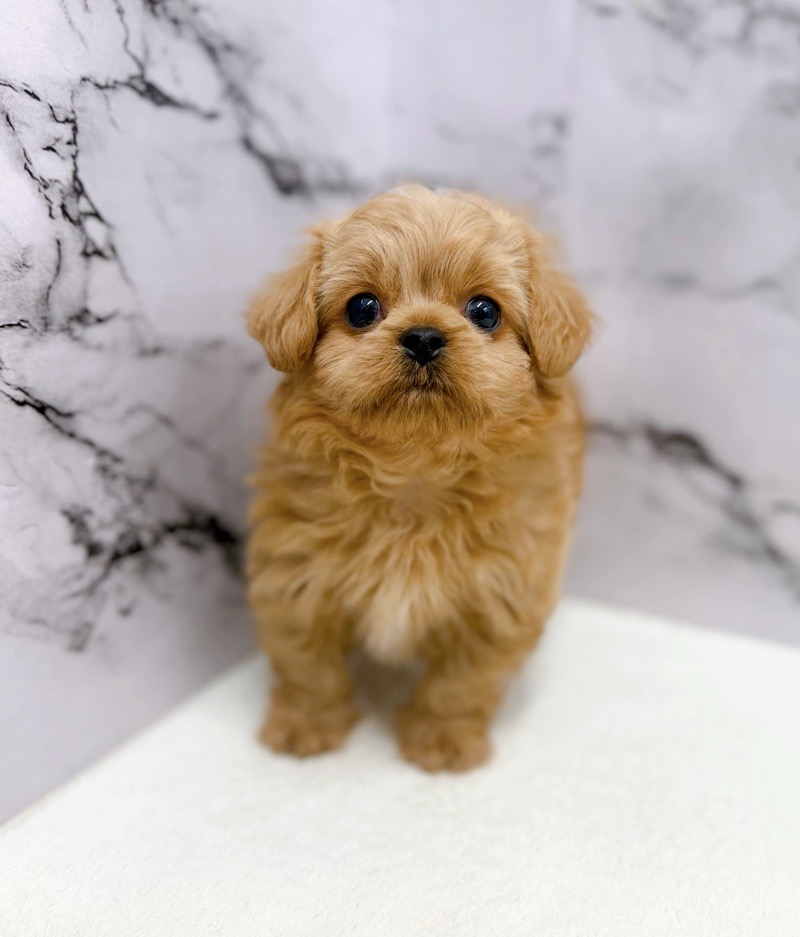 神奈川県のペキプー(ペキニーズ×プードル) (かねだい東戸塚店/2025年12月13日生まれ/男の子/アプリコット)の子犬の4枚目の画像