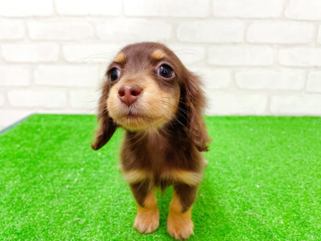 東京都のミニチュアダックスフンド(ロング) (かねだい立川店/2025年12月11日生まれ/女の子/チョコレートタン)の子犬の1枚目の画像