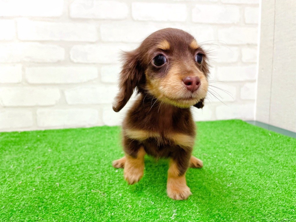 東京都のミニチュアダックスフンド(ロング) (かねだい立川店/2025年12月11日生まれ/女の子/チョコレートタン)の子犬の3枚目の画像