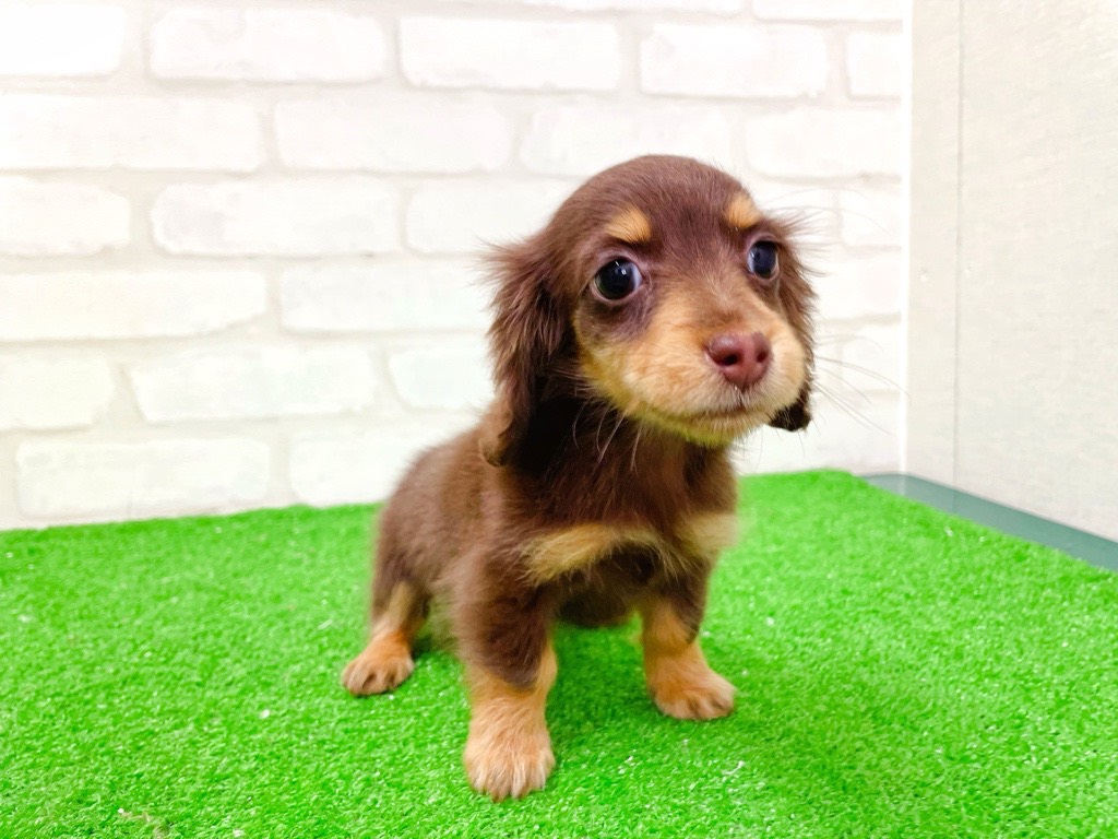 東京都のミニチュアダックスフンド(ロング) (かねだい立川店/2025年12月11日生まれ/女の子/チョコレートタン)の子犬の2枚目の画像