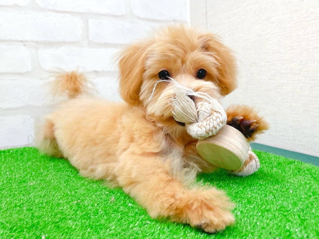 東京都のマルプー(マルチーズ×プードル) (かねだい立川店/2025年10月31日生まれ/男の子/アプリコット)の子犬の2枚目の画像