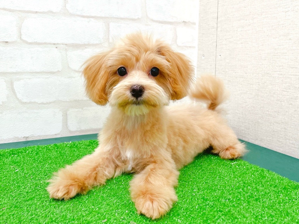 東京都のマルプー(マルチーズ×プードル) (かねだい立川店/2025年10月31日生まれ/男の子/アプリコット)の子犬の1枚目の画像