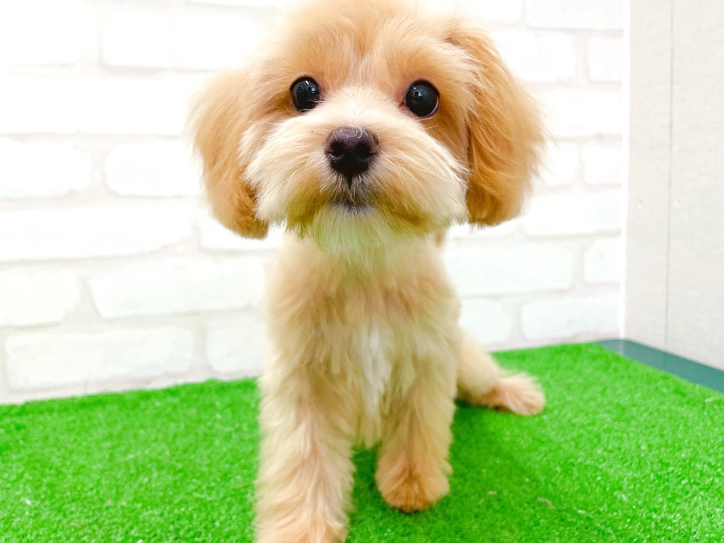 東京都のマルプー(マルチーズ×プードル) (かねだい立川店/2025年10月31日生まれ/男の子/アプリコット)の子犬の3枚目の画像