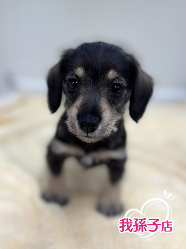 価格の安いMIX（父・ミニチュアダックス×母・ミニチュアシュナウザー