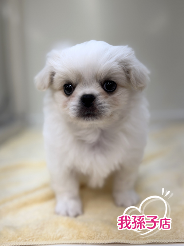 千葉県のチワペキ/ペキチー/ペキチワ(チワワ×ペキニーズ) (かねだい我孫子店/2025年12月17日生まれ/男の子/ホワイトクリーム)の子犬の1枚目の画像