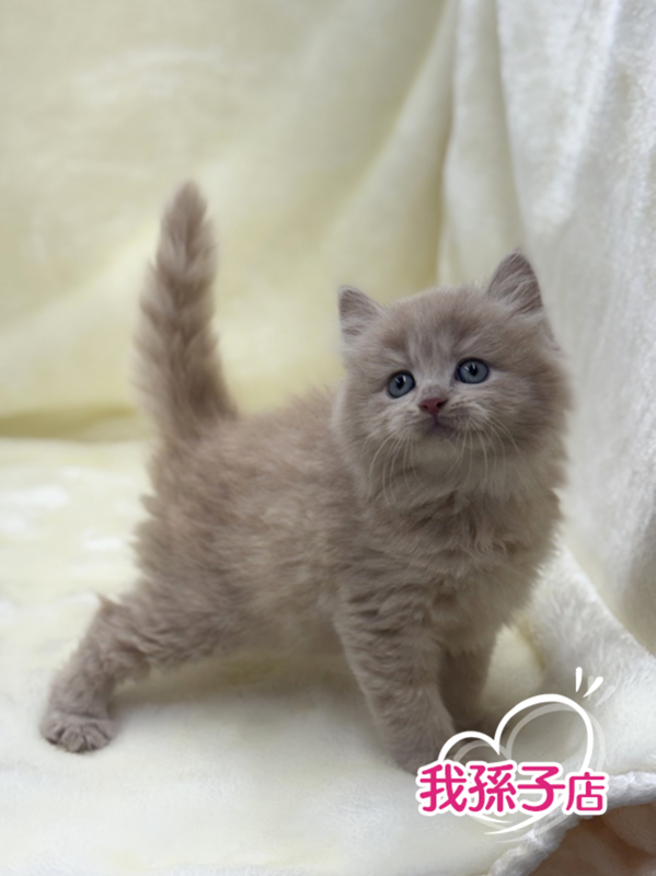 千葉県のブリティッシュロングヘアー (かねだい我孫子店/2025年12月20日生まれ/男の子/クリーム)の子猫の1枚目の画像