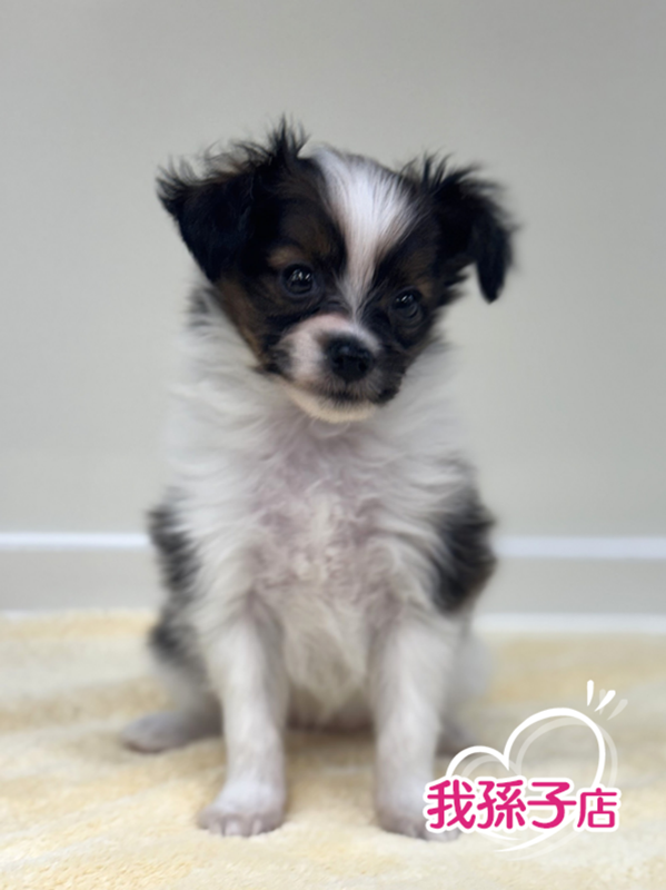 千葉県のハーフ犬・ミックス犬 (かねだい我孫子店/2025年12月15日生まれ/女の子/ホワイトブラウン)の子犬の1枚目の画像