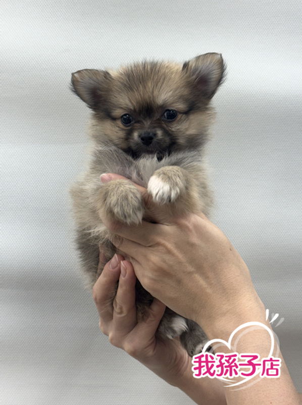 千葉県のポメチワ/チワポメ/ポメチー(ポメラニアン×チワワ) (かねだい我孫子店/2025年12月20日生まれ/男の子/フォーン)の子犬